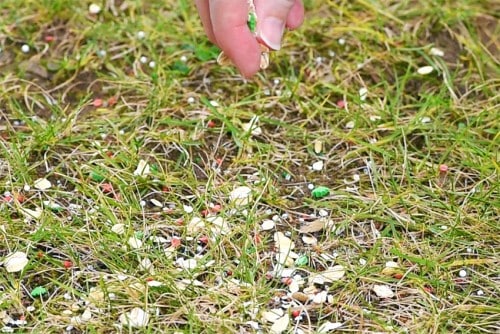 Reindeer Food