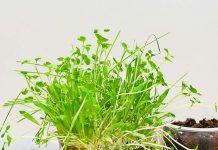 Grass Hair Planters – Silly Photo Craft that Grows! Photo planter with grass hair surrounded by supplies for making it