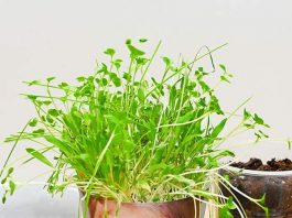 Grass Hair Planters – Silly Photo Craft that Grows! Photo planter with grass hair surrounded by supplies for making it