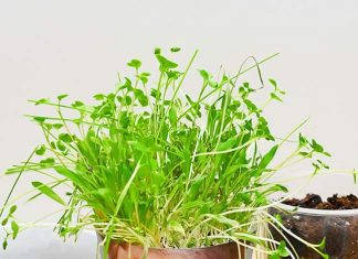 Grass Hair Planters – Silly Photo Craft that Grows! Photo planter with grass hair surrounded by supplies for making it