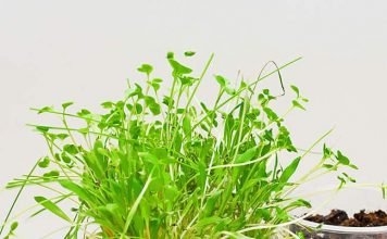Grass Hair Planters – Silly Photo Craft that Grows! Photo planter with grass hair surrounded by supplies for making it