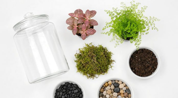Easy A Terrarium Tutorial for Kids a terrarium kids craft instruction image 1