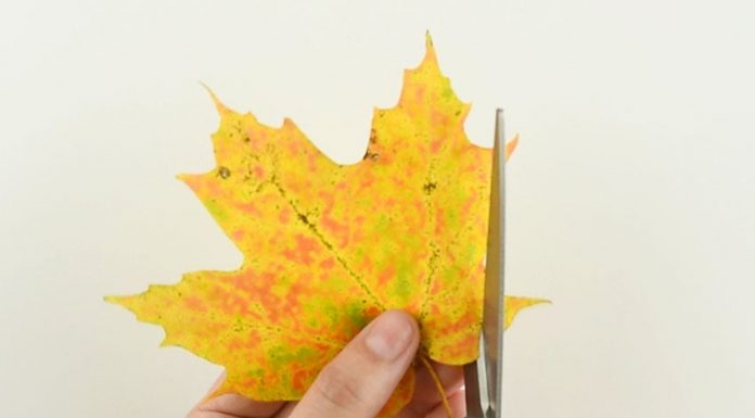 Easy Autumn Leaf Butterflies And Dragonflies Tutorial for Kids autumn leaf butterflies and dragonflies kids craft instruction image 1