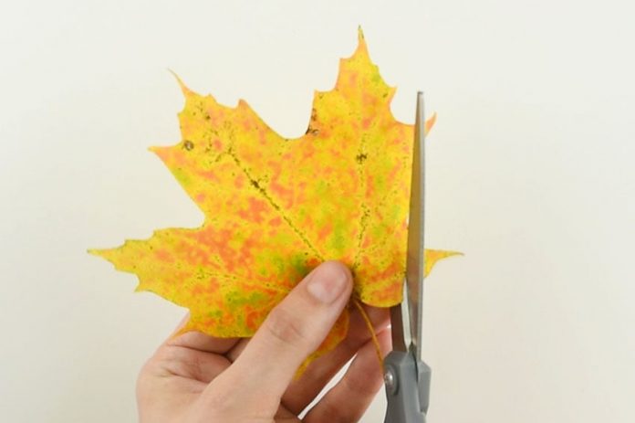 autumn leaf butterflies and dragonflies kids craft instruction image 1